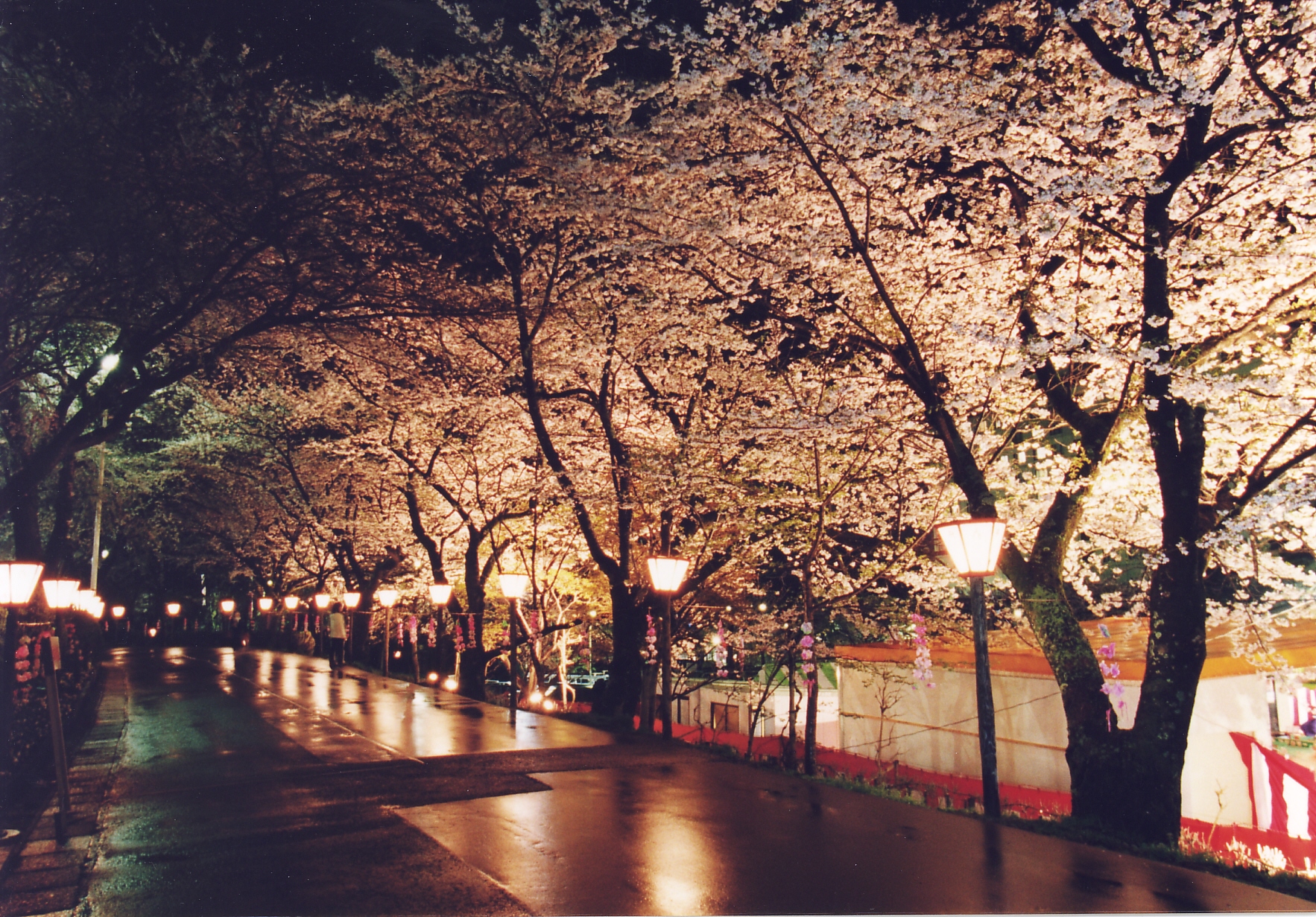 花巻温泉 桜 情報 花巻温泉ウエディング スタッフブログ