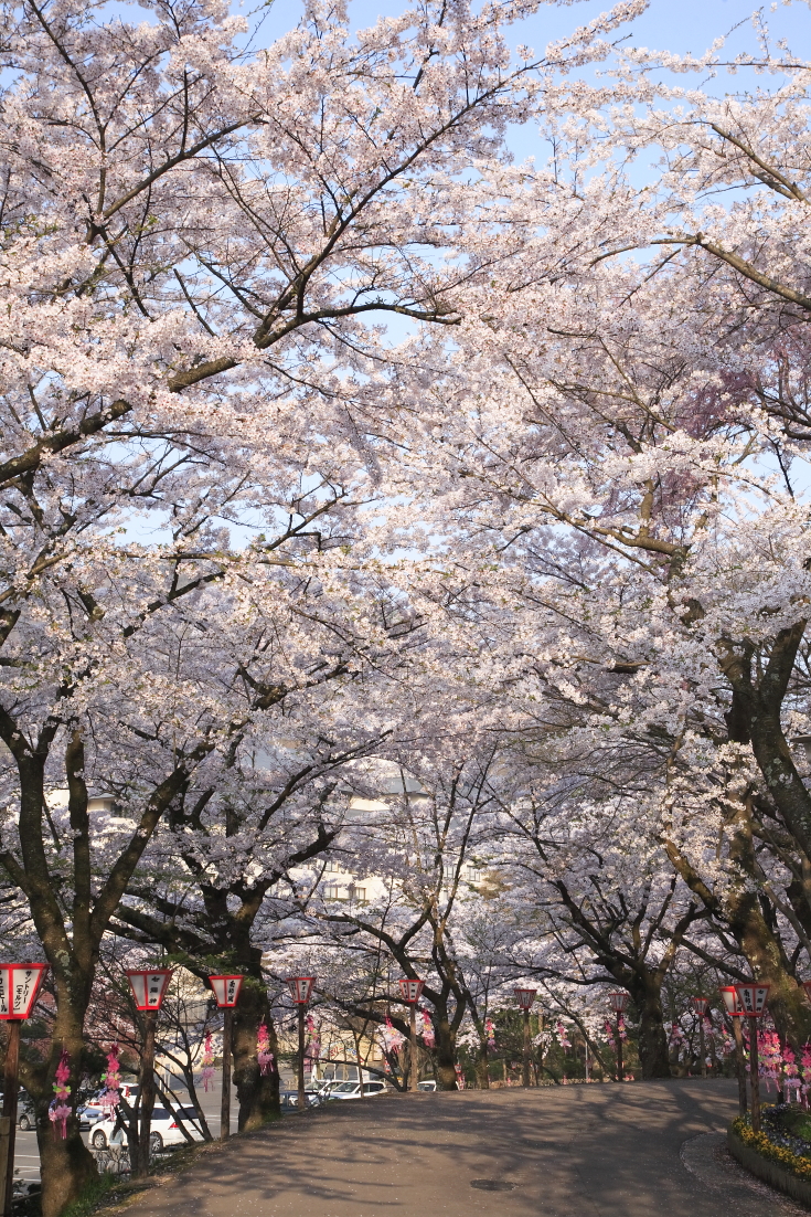 花巻温泉 桜 情報 花巻温泉ウエディング スタッフブログ